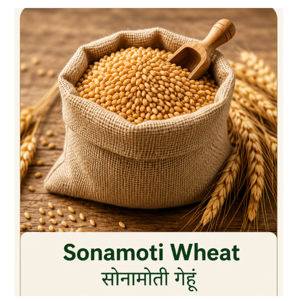 Premium Sonamoti Wheat ( सोनामोती गेहूं) (1kg)