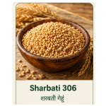 Premium Sharbati 306 Wheat ( शरबती गेहूं) (1kg)