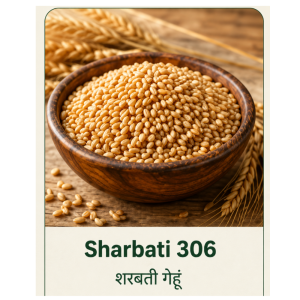 Premium Sharbati 306 Wheat ( शरबती गेहूं) (1kg)