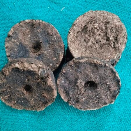 Deshi gay ke uple(pack of 12)